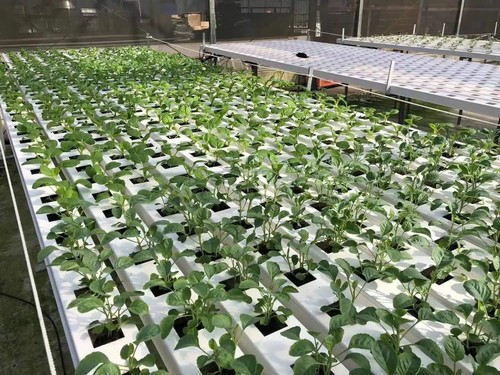 G AND N FORTUNE LIMITED’s best indoor grow system balances quality and convenience.