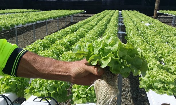 G AND N FORTUNE LIMITED offers innovative mats hydroponics for optimal root support in hydroponic systems.