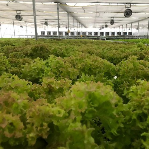G AND N FORTUNE LIMITED’s expertise driving excellence in hydroponic horticulture.