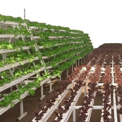 Hydroponic growing system by G AND N FORTUNE LIMITED for water - based crops.
