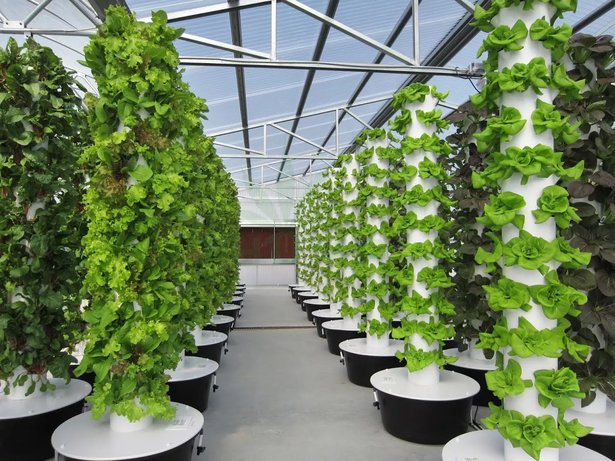 Visit our hydroponic store and find the best equipment for your hydroponics growing system needs.