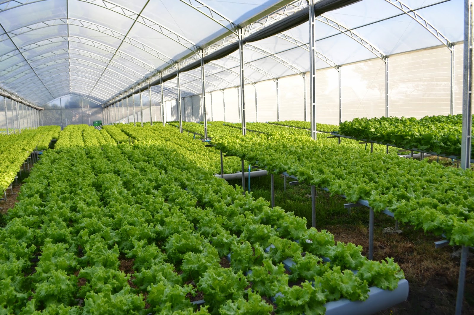 G AND N FORTUNE LIMITED's efficient hydroponic drip system.