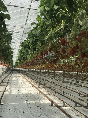 G AND N FORTUNE LIMITED’s grow room ventilation system optimizes hydro setups.