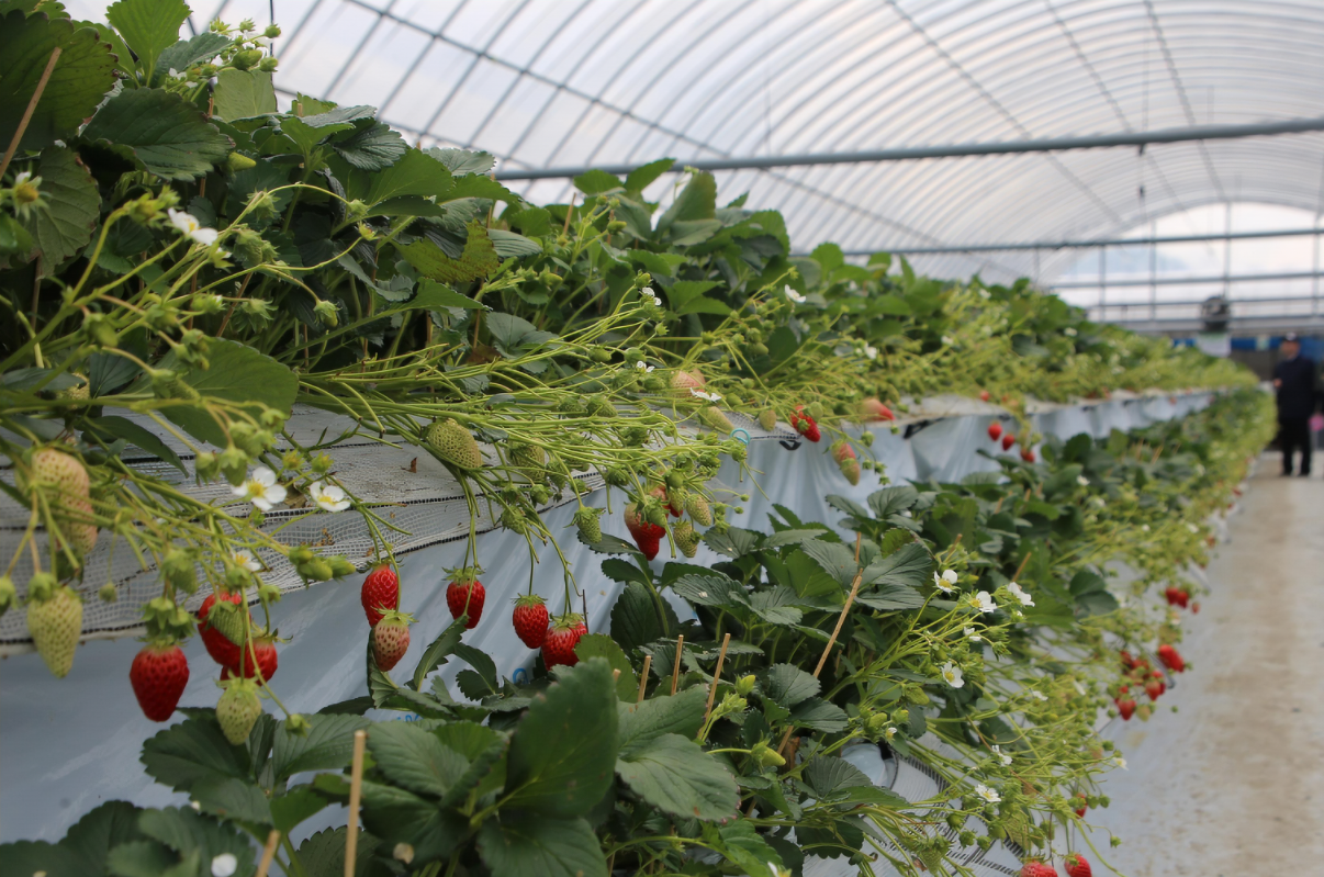 G AND N FORTUNE LIMITED's co2 system for grow room aids hydroponic growth