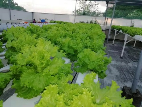 G AND N FORTUNE LIMITED’s large hydroponic systems are perfect for industrial use.
