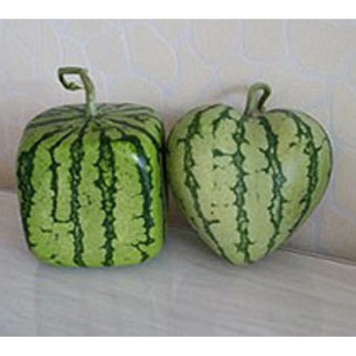  G AND N FORTUNE LIMITED offers hydroponics for skull watermelon mold