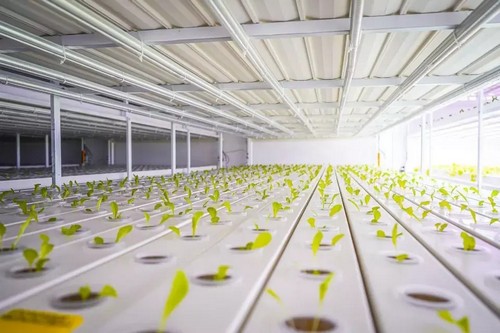 G AND N FORTUNE LIMITED offers a reliable hydroponic system for efficient water-based plant growth. 