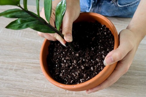 G AND N FORTUNE LIMITED's cocopeat online buy for hydro.