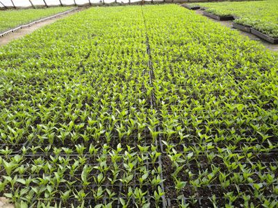 G AND N FORTUNE LIMITED’s fiberglass seed trays are durable and effective for hydroponic growing.