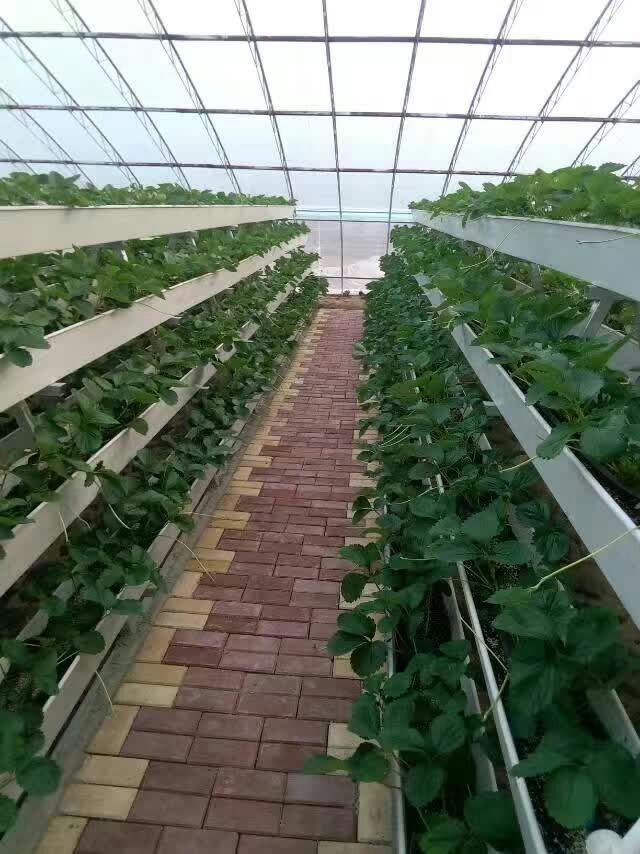 Microgreen growing systems by G AND N FORTUNE LIMITED for hydro.