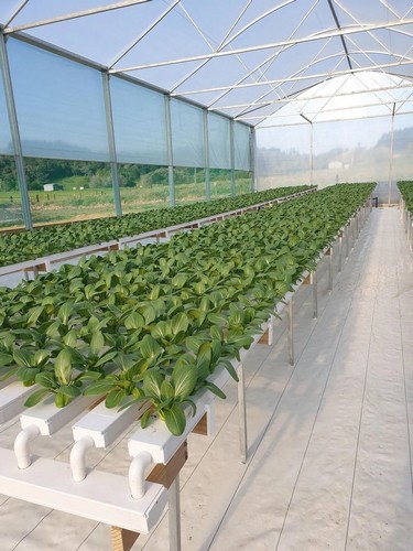 G AND N FORTUNE LIMITED’s microgreen growing system ensures fast and healthy growth.  