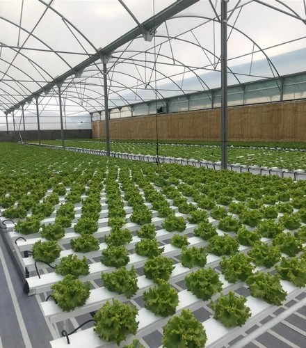  G AND N FORTUNE LIMITED's innovative hydroponic tools