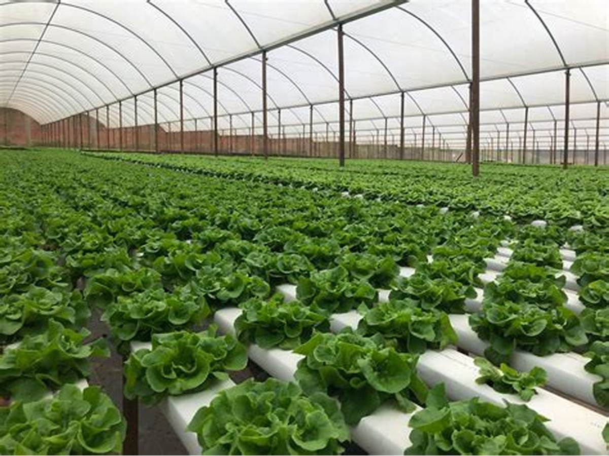 G AND N FORTUNE LIMITED's reliable hydroponic grow systems.