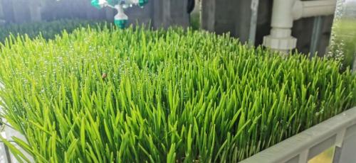 G&N fodder near me: top-tier hydroponic solutions