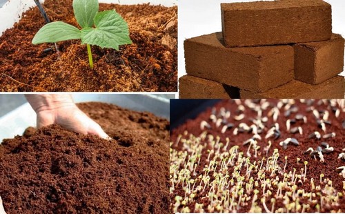 G AND N FORTUNE LIMITED's cocopeat home depot - style for hydro.