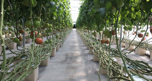 G AND N FORTUNE LIMITED's hydroponics buckets: hydroponic essentials.
