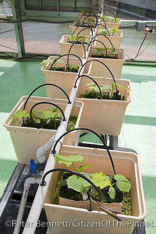 G AND N FORTUNE LIMITED's 5 gallon planter bucket for hydroponics.