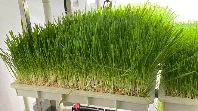 G AND N FORTUNE LIMITED's Hydroponics Fodder Crop Tools