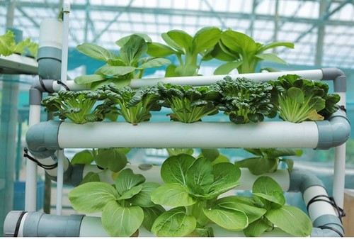  G AND N FORTUNE LIMITED’s precision irrigation system tailored for hydroponic farms.