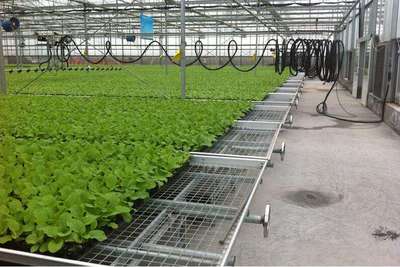 G AND N FORTUNE LIMITED’s neversink seed trays help streamline your hydroponic growing process.
