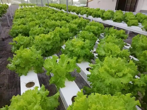 High - quality hydroponic grow system by G AND N FORTUNE LIMITED