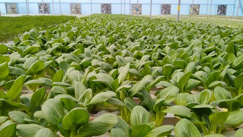 Trust G AND N FORTUNE LIMITED’s hydroponics growing system for sustainable indoor cultivation.  