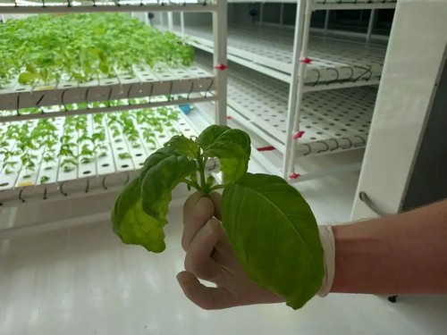 G AND N FORTUNE LIMITED’s indoor hydroponic growing system ensures controlled environments.  