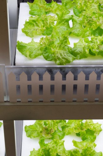G AND N FORTUNE LIMITED's growing plants on sponge for hydro.