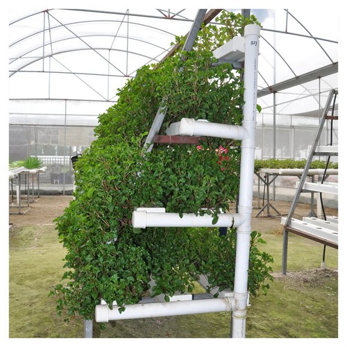 Innovative indoor growing system 