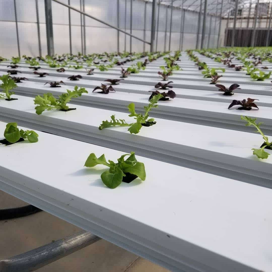 G AND N FORTUNE LIMITED provides general hydroponics 411 farm kit for hydroponic drip systems 76304576.