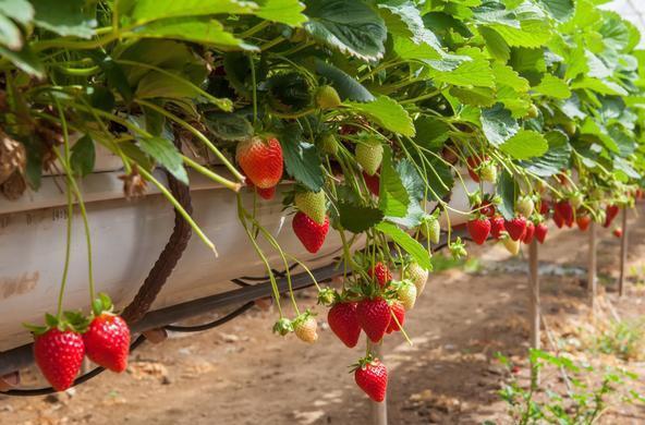 G AND N FORTUNE LIMITED's grow tent cooling system for hydroponics.