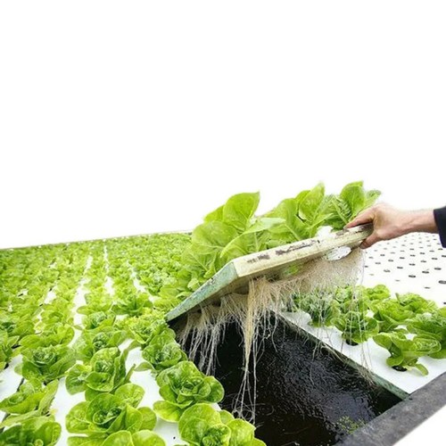 G AND N FORTUNE LIMITED's floating rafts for hydroponics.