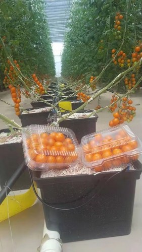 9.G AND N FORTUNE LIMITED excels in bucket planting tomatoes hydroponically.
