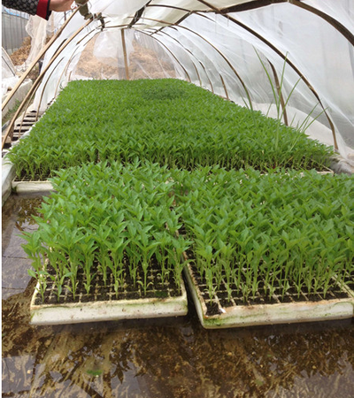 G AND N FORTUNE LIMITED’s 36 cell seed starting tray is perfect for hydroponic seed germination