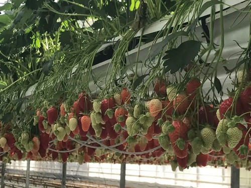 G AND N FORTUNE LIMITED’s grow bone system supports hydroponic growth reliably.