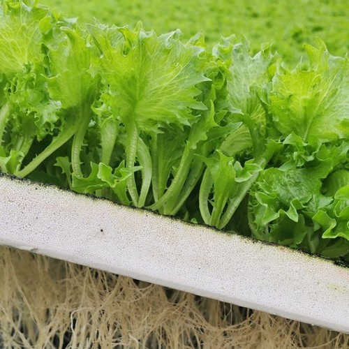 G AND N FORTUNE LIMITED's water rafts and floats for hydroponics.