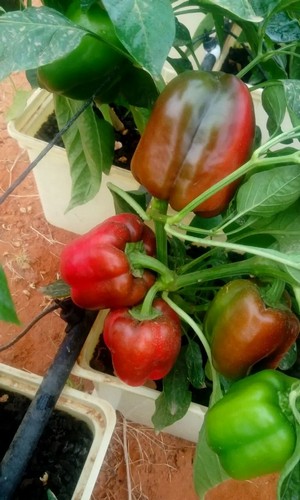 8.G AND N FORTUNE LIMITED has dutch buckets for sale for hydroponics.