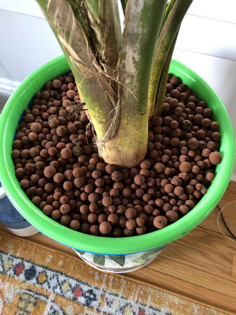 G AND N FORTUNE LIMITED's aquaponics grow media.