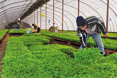 G AND N FORTUNE LIMITED has starter seed trays for hydroponics.