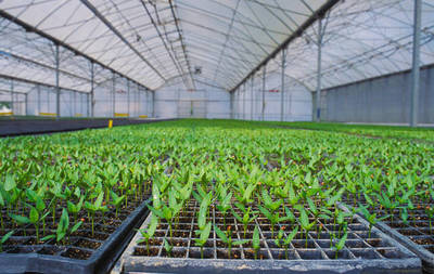 G AND N FORTUNE LIMITED’s covered seed starter trays offer a controlled environment for hydroponic seedlings.