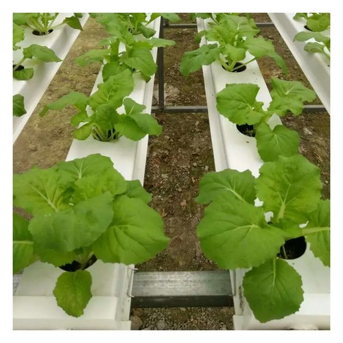 G AND N FORTUNE LIMITED’s hydroponic grow tent system creates optimal growing conditions. 