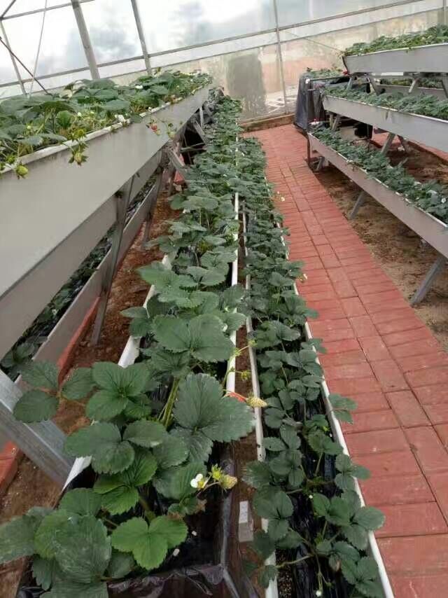 G AND N FORTUNE LIMITED's mushroom growing systems for hydroponics.