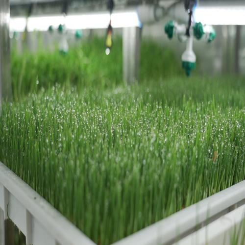 G&N hydroponic fodder system delivers high yields