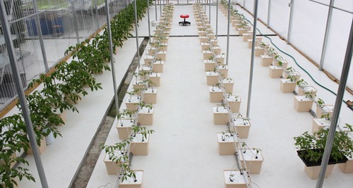 1.G AND N FORTUNE LIMITED offers hydroponic dutch bucket for hydroponics.