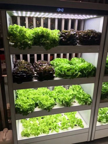 G AND N FORTUNE LIMITED’s indoor pot growing systems: hydroponic tools.