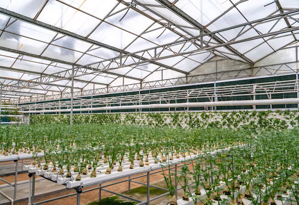 Automated hydroponic system by G AND N FORTUNE LIMITED.
