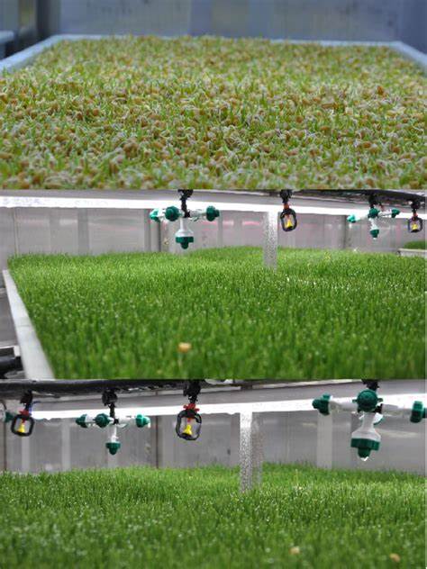 G AND N FORTUNE LIMITED's Fodder for Rabbits Hydroponic