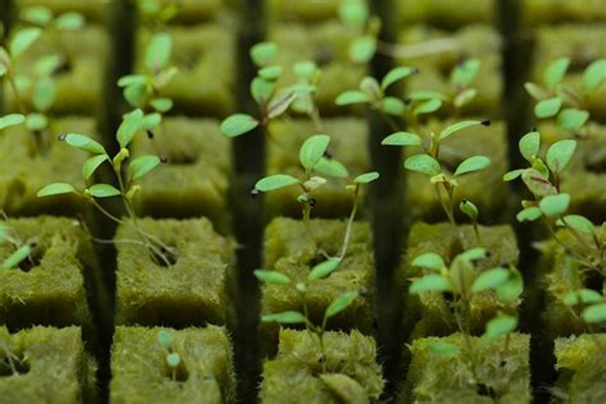 G AND N FORTUNE LIMITED has growgeneration hydroponics store items.