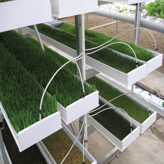 G&N Fortune's hydroponic animal fodder system