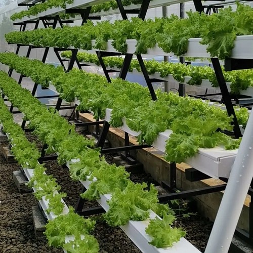 G AND N FORTUNE LIMITED’s grow system provides reliable support for hydroponic setups.